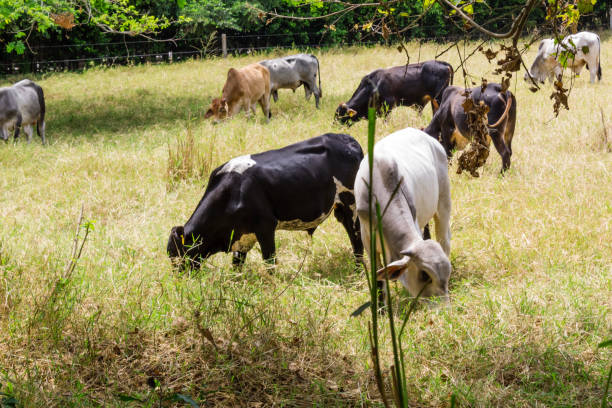 istock Cows eating grass on a cow farm 1431763591