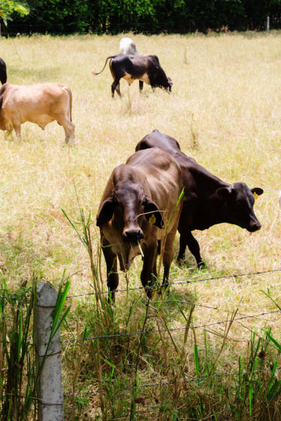 istock beautiful dairy cow in the field looking at the camera 1431764242