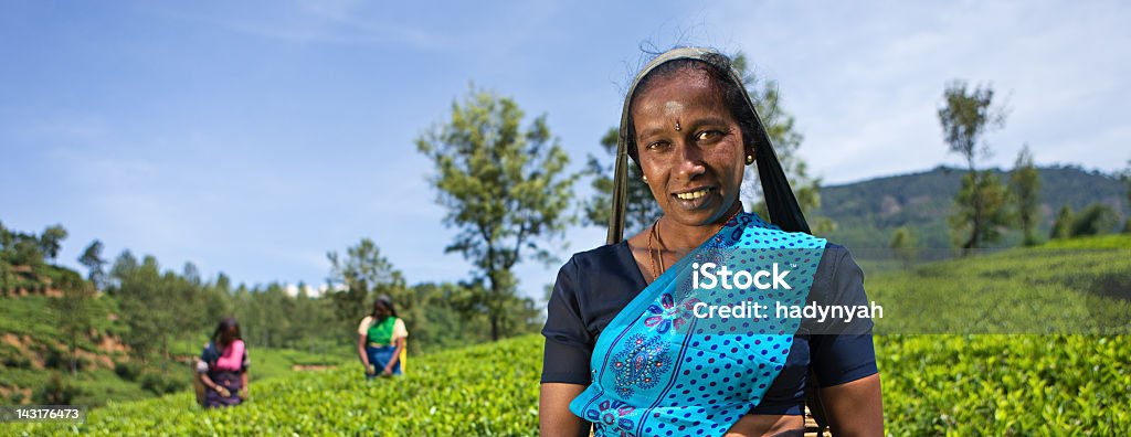 Tamil pickers plucking tea leaves on plantation  Adult Stock Photo