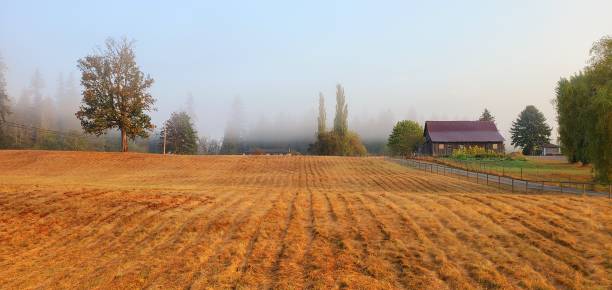 grass field and a barn surrounded by morning mist - langley imagens e fotografias de stock