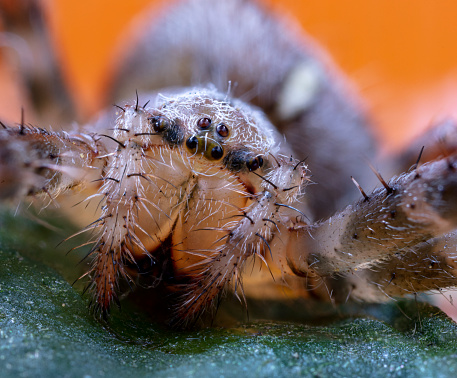 Extreme close up of a spider found in the garden.