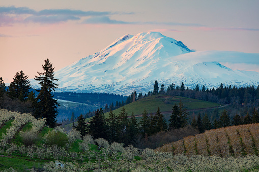 Flowering fruit trees in the Hood River Valley with Mt Adams in the background.