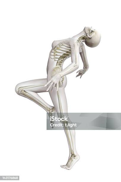 Model Anatomiczny - zdjęcia stockowe i więcej obrazów Szkielet człowieka - Szkielet człowieka, Trójwymiarowy, Podobizna kobiety