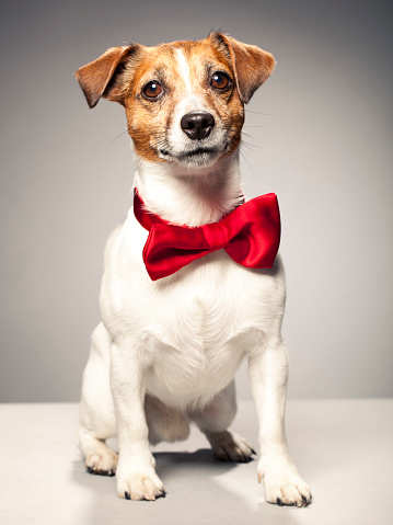 Portrait of a funny dog in a tie. On a white background