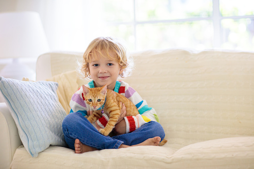 Child playing with cat. Kid holding kitten. Little boy snuggling cute pet animal sitting on couch in sunny living room at home. Kids play with pets. Children and domestic animals.
