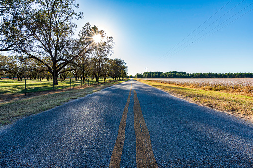 Country road with a pecan grove and pasture on the left and a cotton field on the right with sun flares of a low sun.