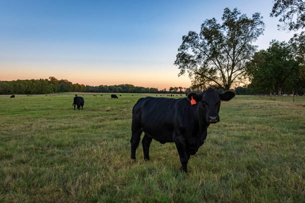 istock Angus cow with herd behind grazing in twilight pasture 1431769872