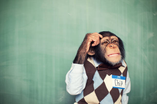 Young Chimpanzee Nerd Student Scratches Head This nerdy chimpanzee is thinking really hard for a solution. primate photos stock pictures, royalty-free photos & images