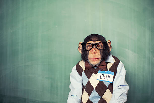 midt i intetsteds tricky rolige Chip The Chimp Stock Photo - Download Image Now - Ape, Chimpanzee,  Eyeglasses - iStock