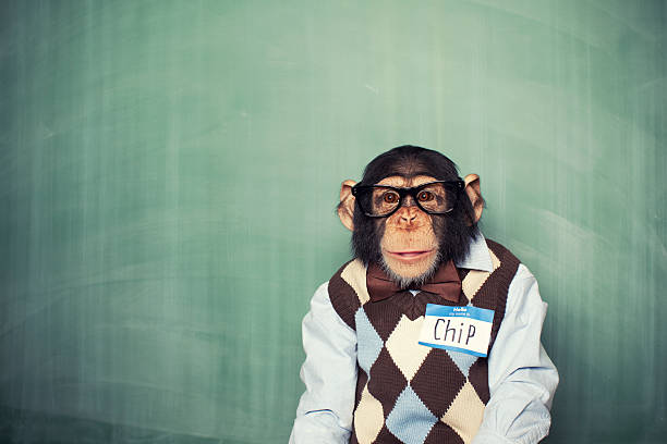 midt i intetsteds tricky rolige Chip The Chimp Stock Photo - Download Image Now - Ape, Chimpanzee, Eyeglasses - iStock midt i intetsteds tricky rolige Chip The Chimp Stock Photo - Download Image Now - Ape, Chimpanzee, Eyeglasses - iStock