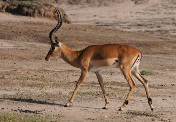 istock Male Impala in Serengeti 1431772932