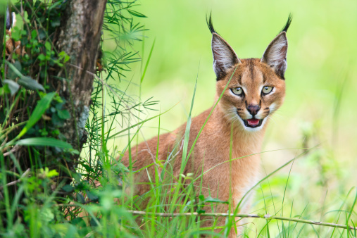 Caracal caracal - caracal head looking to the left with a beautiful green background and bokeh.