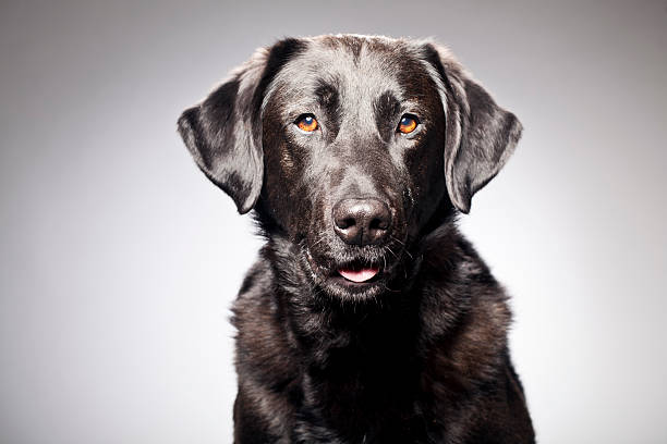 retrato de labrador negro - black labrador black dog retriever fotografías e imágenes de stock