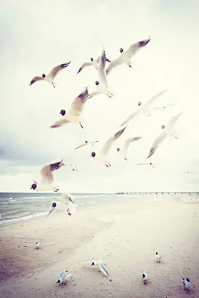 Photo of A flock of black-headed seagulls at the Baltic Sea