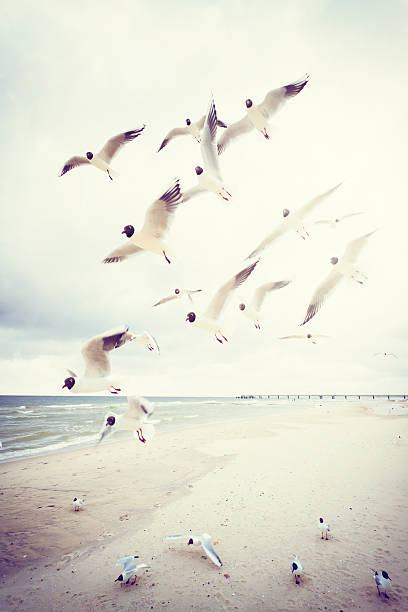 black-headed gulls w morzu bałtyckim - flugel zdjęcia i obrazy z banku zdjęć