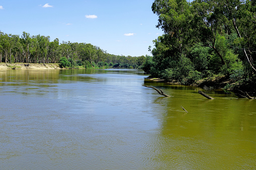 Murray River meandering through River Red Gum Forest in the Northern Country