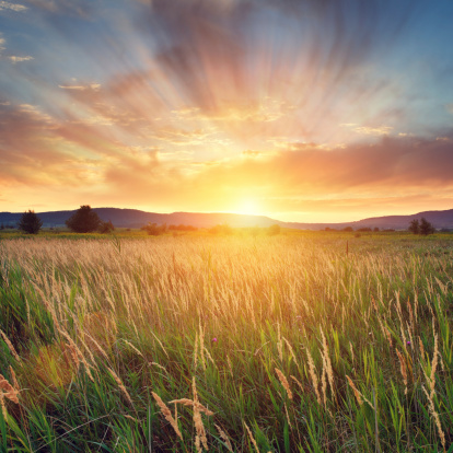 golden wheat field with dramatic cloudy sky at sunset. Agricultural landscape