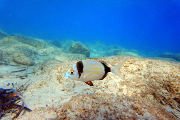 podwodny obraz dorady dwupasmowej - diplodus vulgaris - rock beauty zdjęcia i obrazy z banku zdjęć