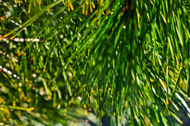 Close-up of a young pine tree with vivid green needles. The shallow depth of field highlights the branch against a soft, natural forest backdrop, evoking calm and freshness.