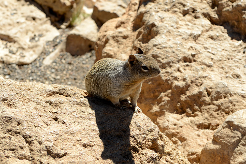 Albert's Squirrel and called the tassel-eared Squirrel at the Grand Canyon in Arizona