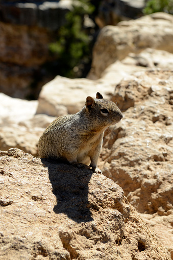 Albert's Squirrel and called the tassel-eared Squirrel at the Grand Canyon in Arizona