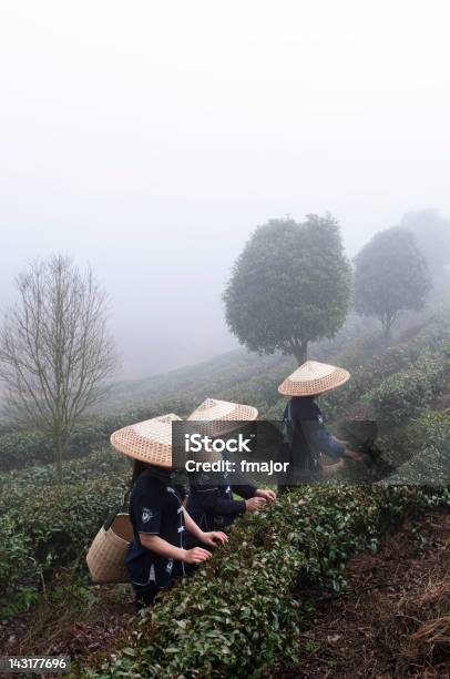 Foto de Colheita De Chá e mais fotos de stock de Adulto - Adulto, Agricultura, Camellia sinensis