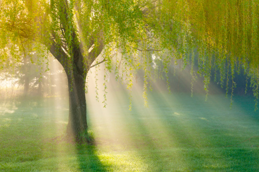 Sunbeams Through Willow Tree in Morning Fog