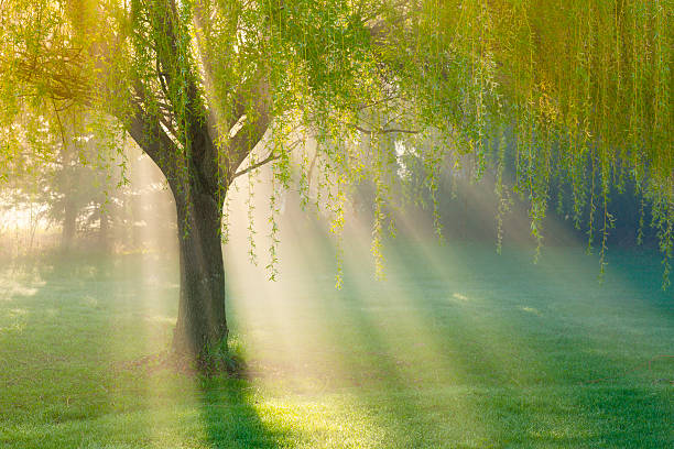 Sunbeams Through Willow Tree in Morning Fog  willow tree photos stock pictures, royalty-free photos & images