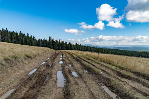 Muddy dirt road through wilderness near White Sulfur Springs, Montana in western USA. Road encountered searching for elk.