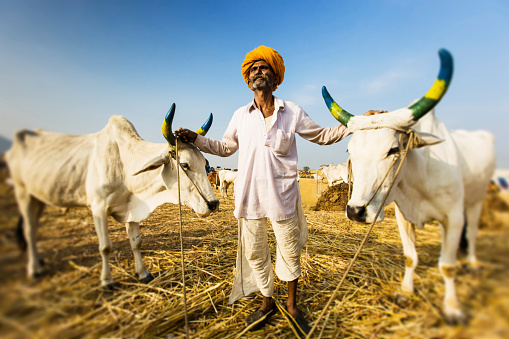 Indian farmer standing with his white cows at the Pushkar Market Fair, looking up to the sky. Pushkar, Rjasthan, India. Real People Portrait. Tilt/shift effect added.
