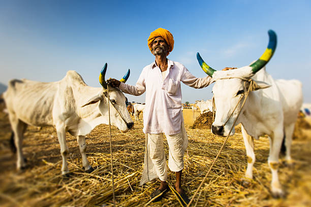 Proud Indian Farmer Portrait Indian farmer standing with his white cows at the Pushkar Market Fair, looking up to the sky. Pushkar, Rjasthan, India. Real People Portrait. Tilt/shift effect added. india indian culture market clothing stock pictures, royalty-free photos & images