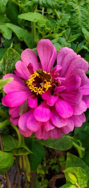 Pink Zinnia with a bug with leaves stock photo