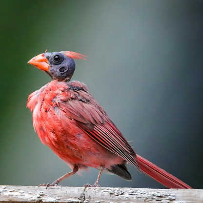 A male Cardinal with a molting -bold head