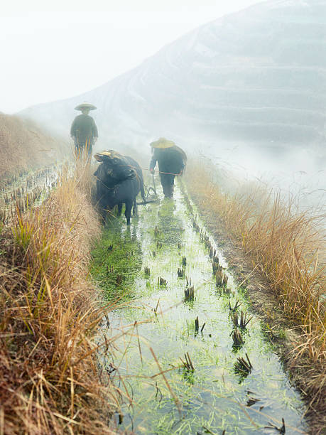 riz les agriculteurs - developing countries farmer rice paddy asia photos et images de collection