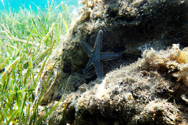 istock Underwater image of Mediterranean sand sea-star 1431784247
