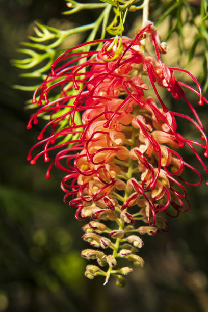 istock red tropical inflorescences in the garden 1431785089
