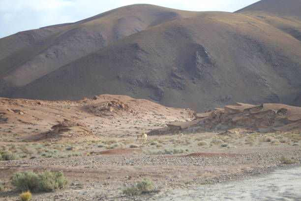 istock Desert landscape in Argentina 1431785148