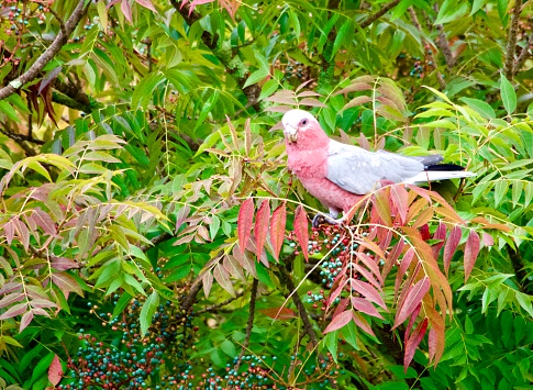 Horizontal closeup photo of a pink and grey Galah perched on the branch of a Pistacia Chinensis tree, eating the red and purple berries. New England high country near Armidale, NSW