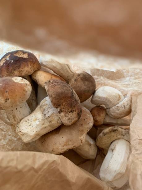 istock Autunn joy: Italian Porcini 1431785619