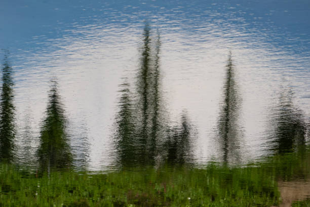 Trees reflecting on the water