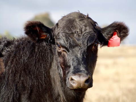 A black angus cow grazes on a green meadow. Agriculture, cattle breeding.