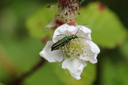 Thick legged flower beetle, Oedemera nobilis, female in close up feeding on a bramble, Rubus fruticosus, flower with a blurred background of leaves.