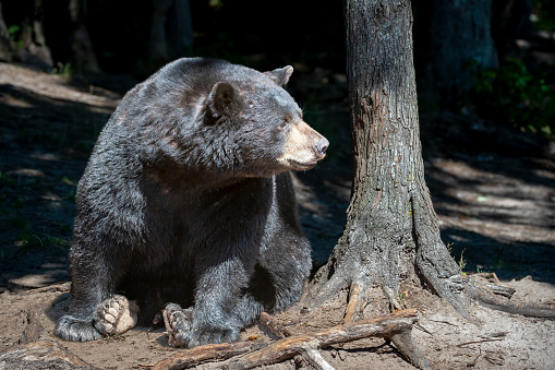 Black bears eating berries and sitting