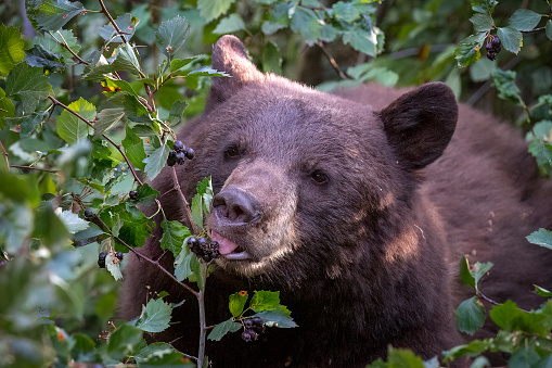 Madeline Island, Wisconsin, USA - May 24, 2015: Black Bear Yearling in a tree on Madeline Island.