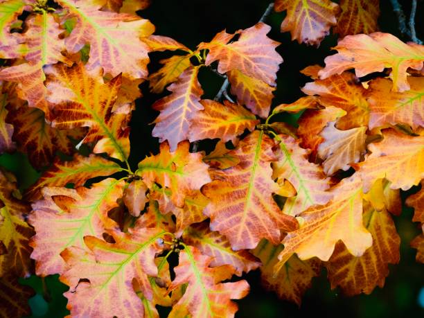 Colourful Oak Leaves in Autumn stock photo