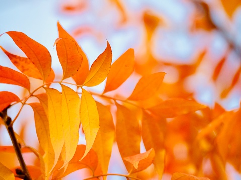 Horizontal extreme closeup photo of vibrant gold and orange leaves on a Chinese Pistachio tree growing in a garden in Autumn. New England high country near Armidale. NSW. Soft focus background.