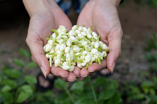 Close up jasmine flower in woman hand, harvest in the garden agriculture concept