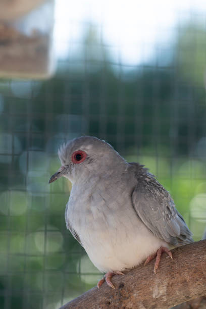 istock A gray Diamond Dove in a birdcage. 1431799355