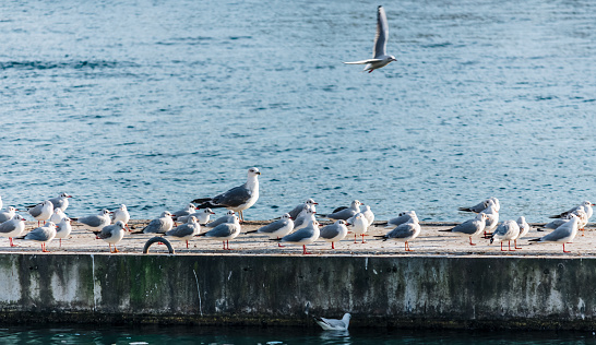a flock of gulls or seagulls perched on the dock