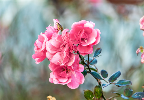 Camellia japonica (binomial name), common camellia or Japanese camellia flowers